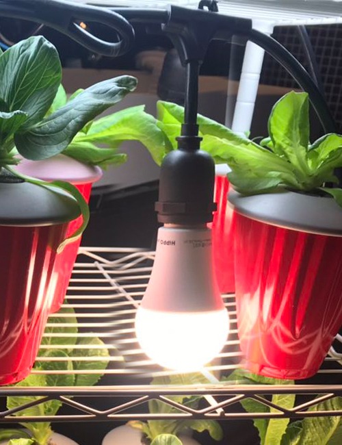 식물생장등 램프 벌브 12W
